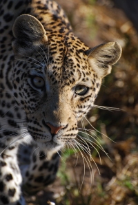 Sunway leopard face (Anne Schwankhart-Mariethoz)