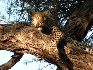 Sunway leopard in tree (Iris Wodrich)
