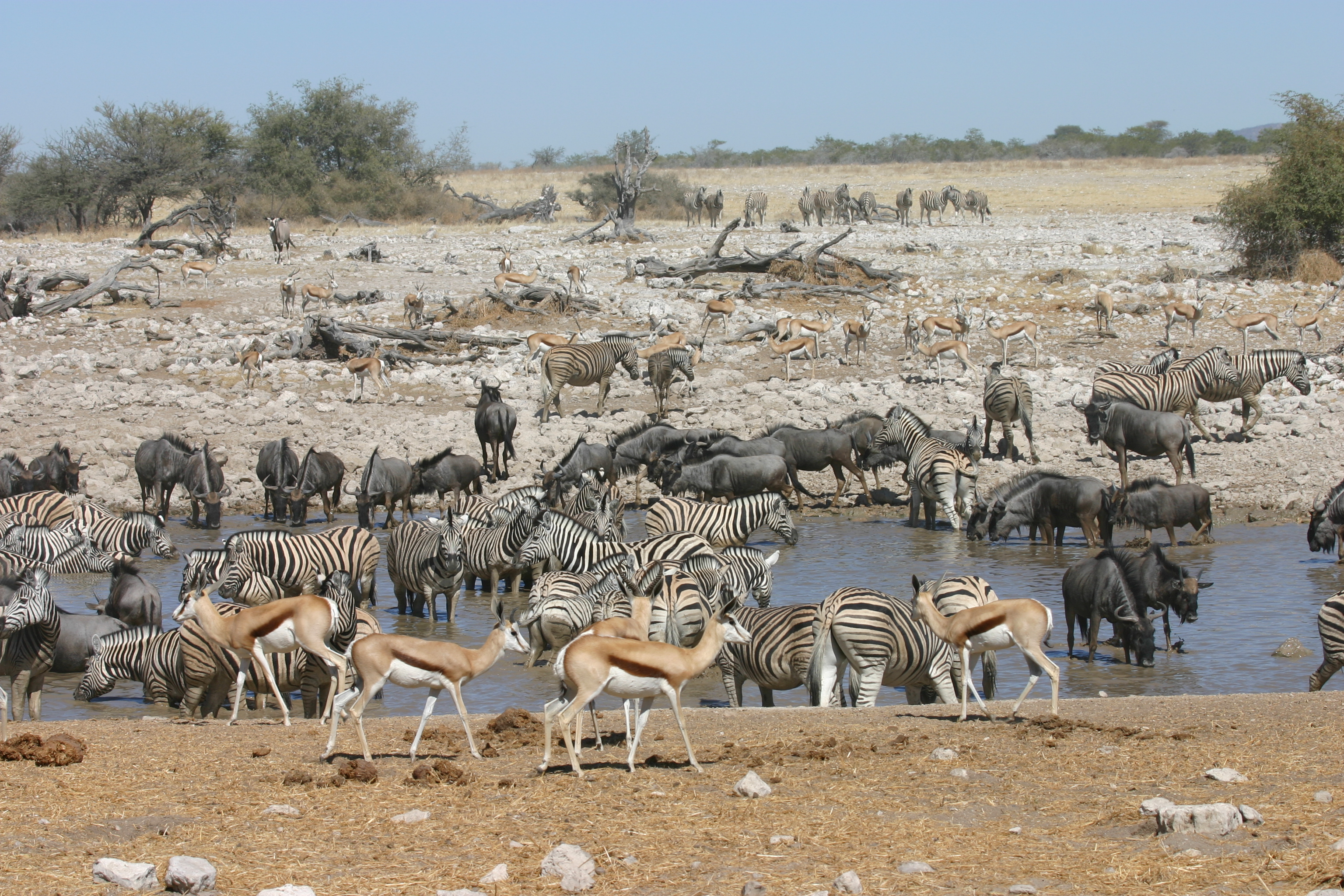 Дикие какое число. Национальный парк Этоша. Этоша Намибия. Национальный парк Этоша в Африке. Горная Зебра Хартмана заповедник Этоша.